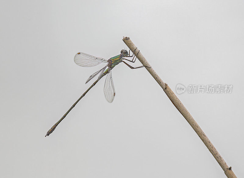 柳翡翠豆娘(Chalcolestes viridis)在树枝上休息，展开翅膀